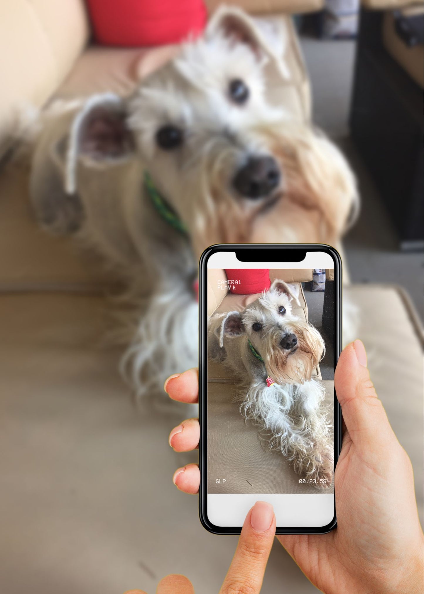 Digital Pet Painting | Digital File Download